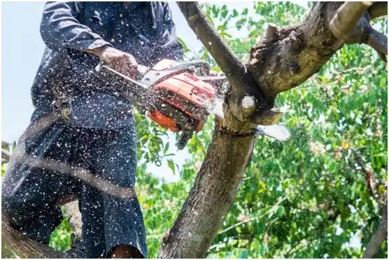 tree services Jacksboro